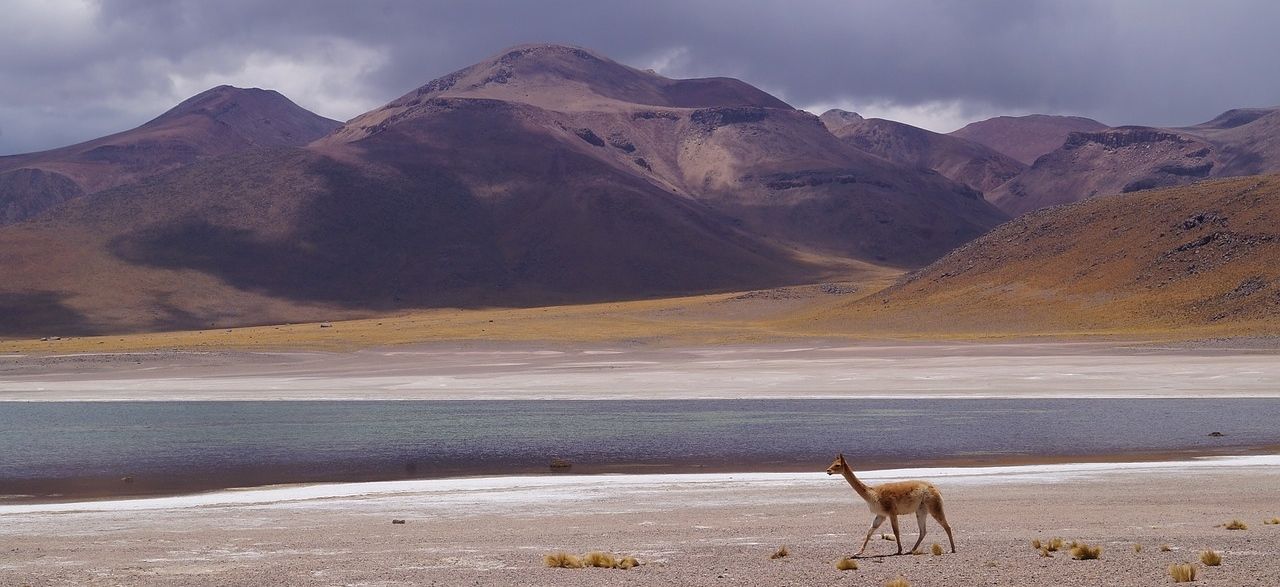 maca-junin-vicuna