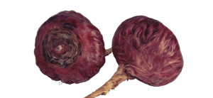 purple-maca