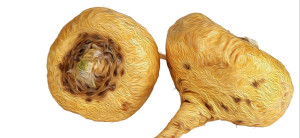 yellow-maca